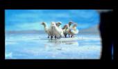 Embedded thumbnail for Gelassen Läuft&amp;#039;s: Swan Family (Stay Calm) - German Advert